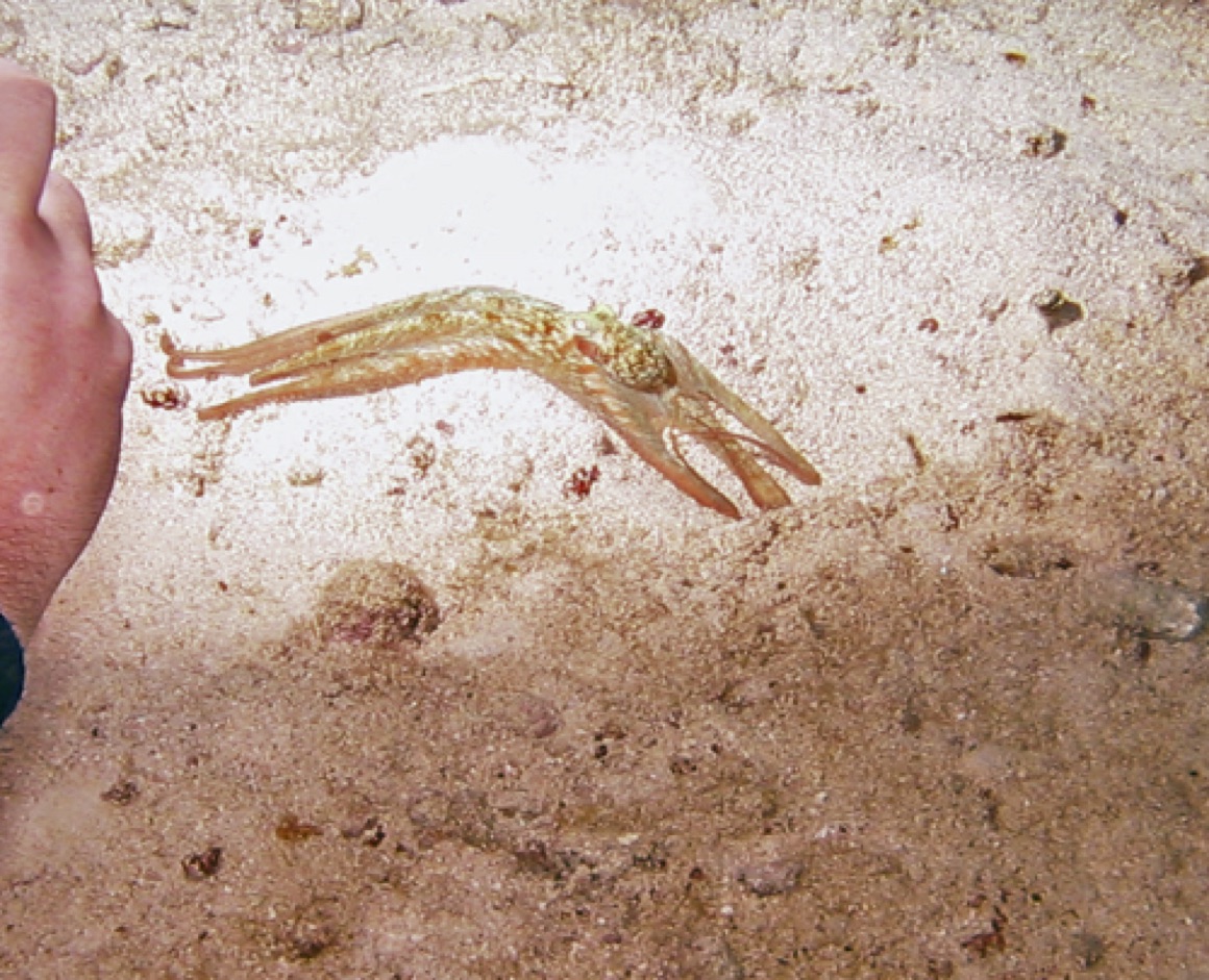 Baby Octopus