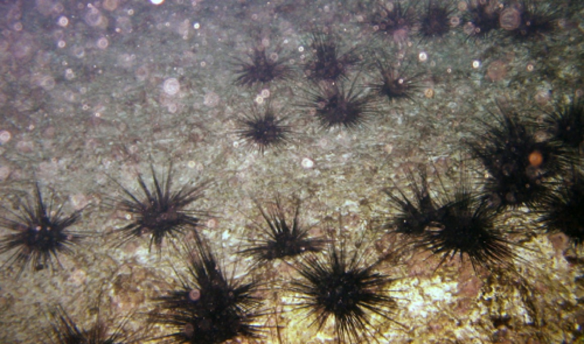 Sea Urchins - Ouch!