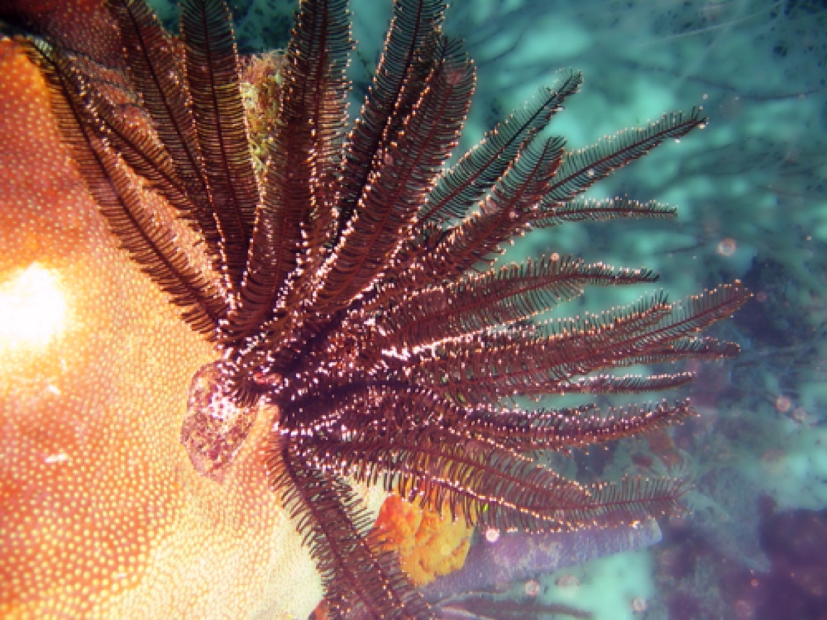 Feather Star