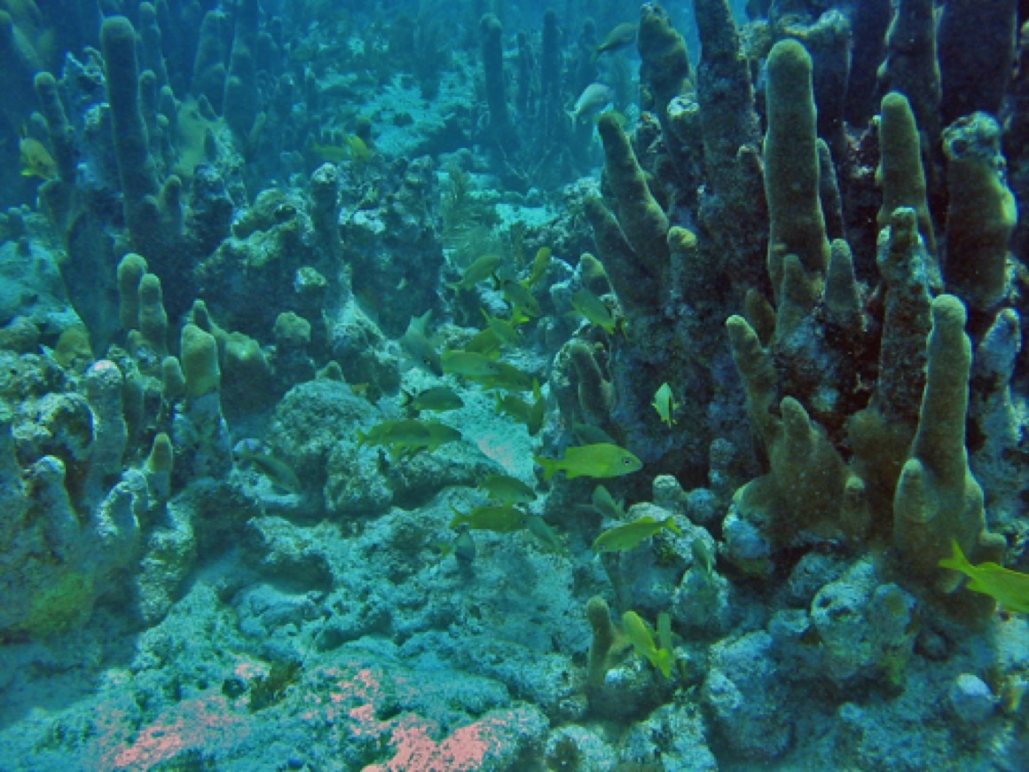 Field of pillar coral