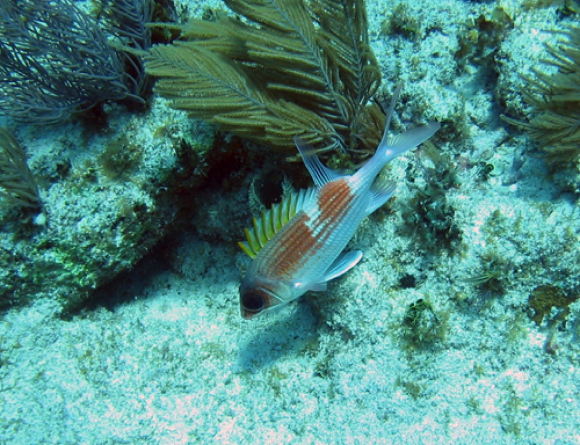 Pillar Coral Reef