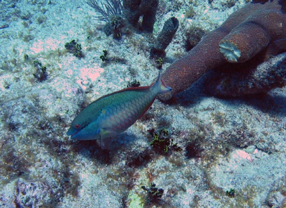 Pillar Coral Reef