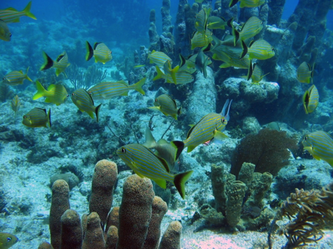 Pillar Coral Reef