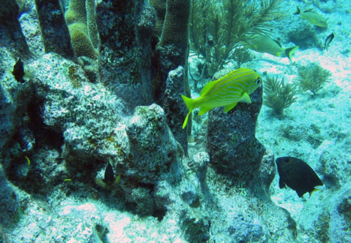 Pillar Coral Reef