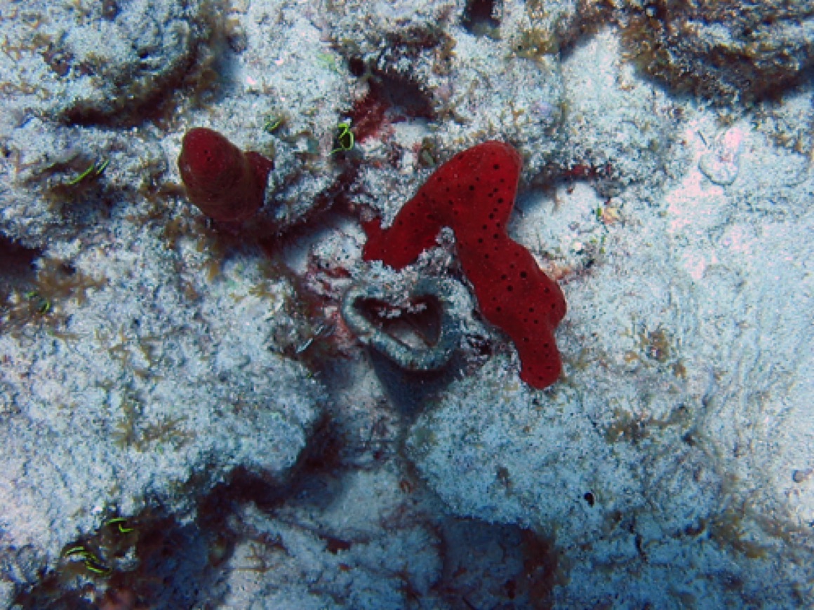 Red Coral