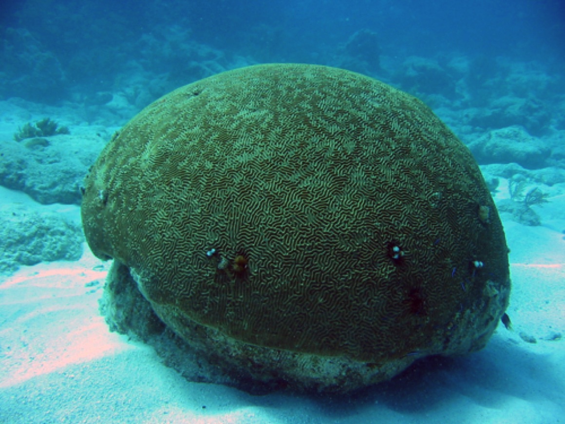 Brain Coral