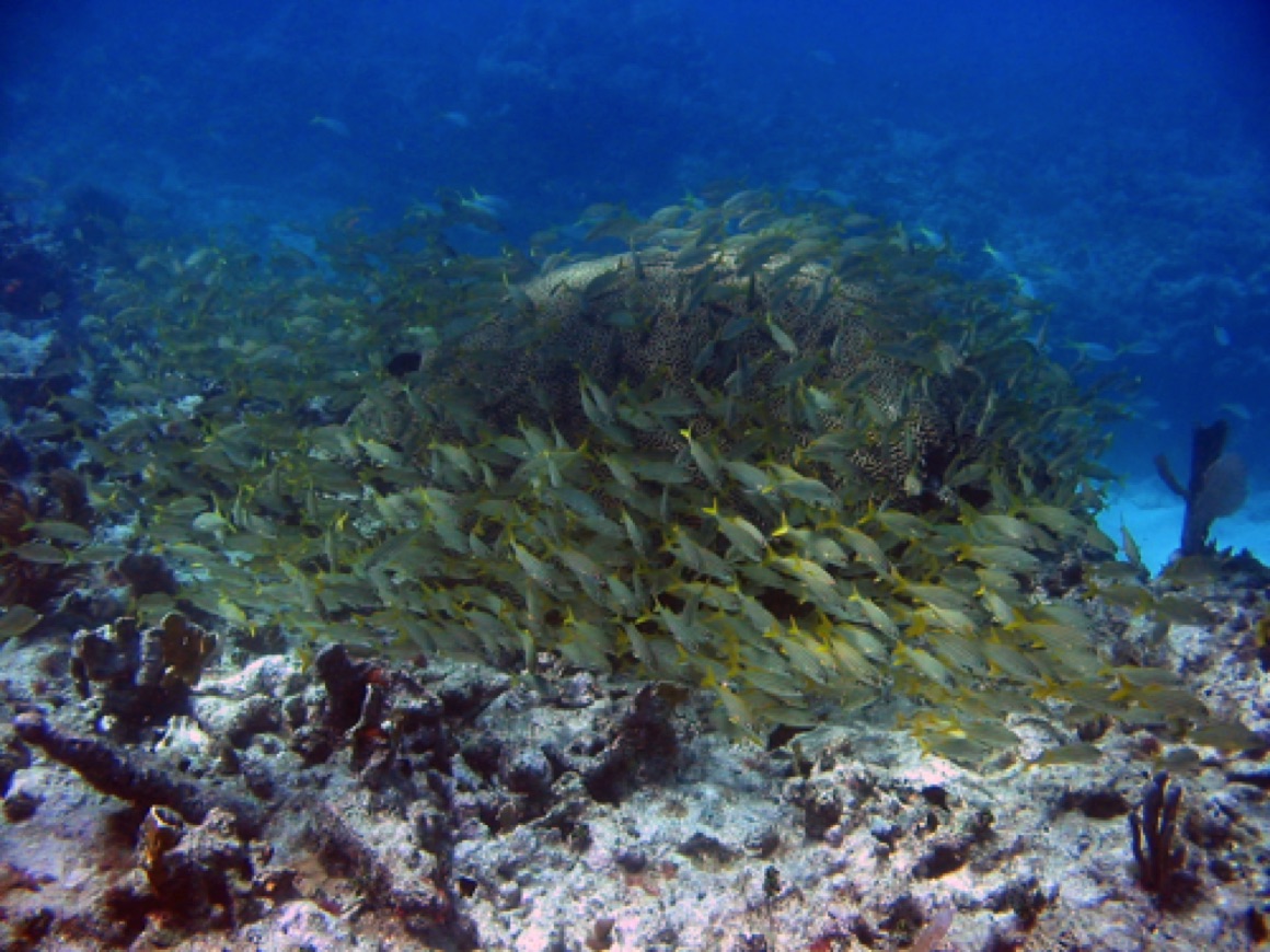 Pickles Reef